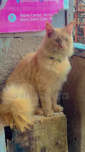 1+ year Male Purebred Maine Coon