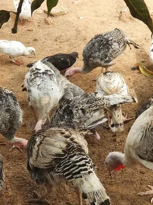 Young/Matured Hybrid Exotic Healthy Turkeys
