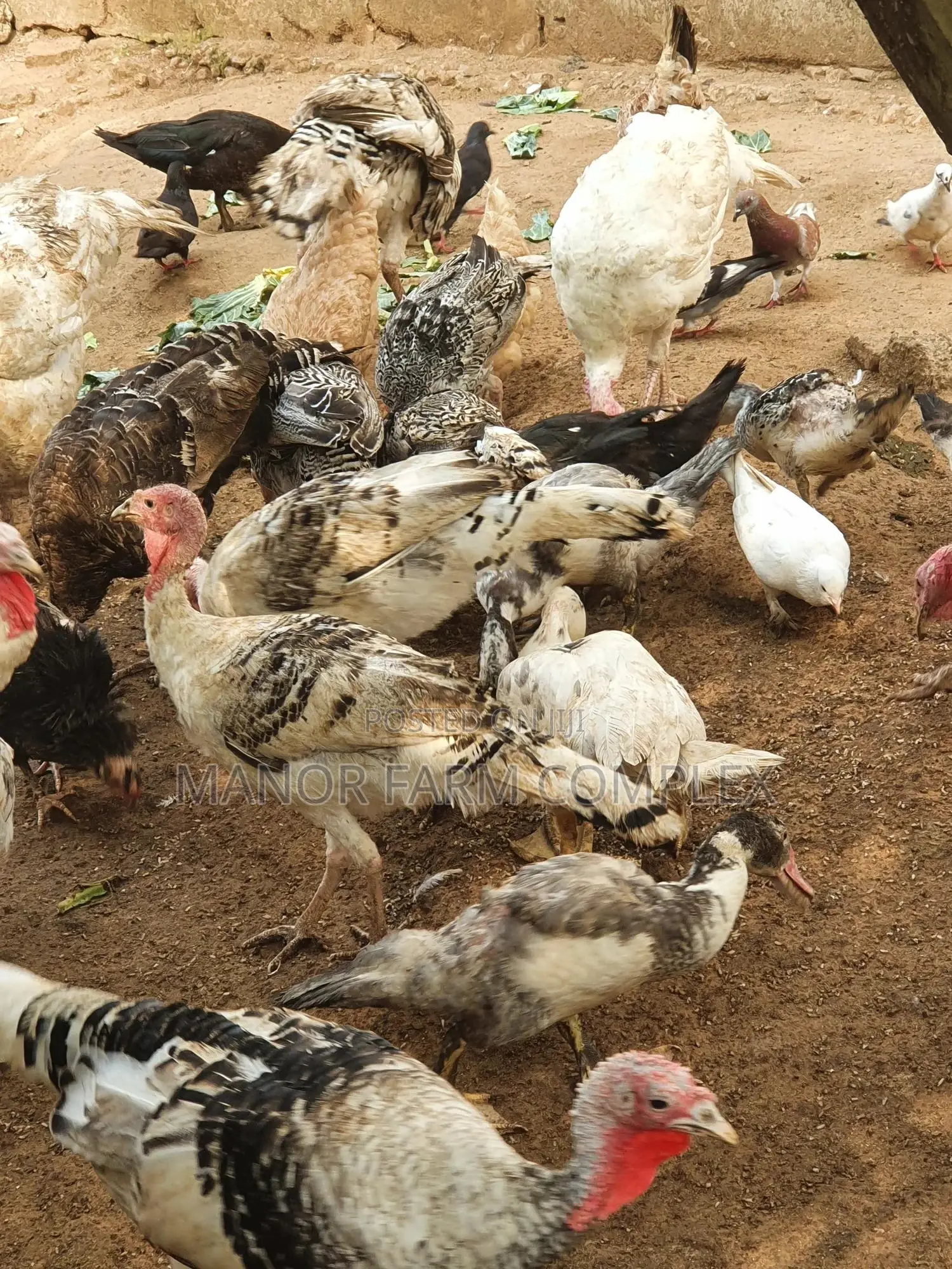 Young/Matured Hybrid Exotic Healthy Turkeys