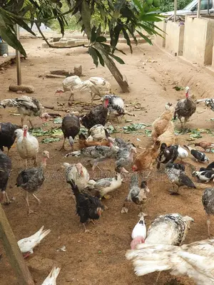 Young/Matured Hybrid Exotic Healthy Turkeys