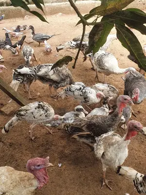 Young/Matured Hybrid Exotic Healthy Turkeys