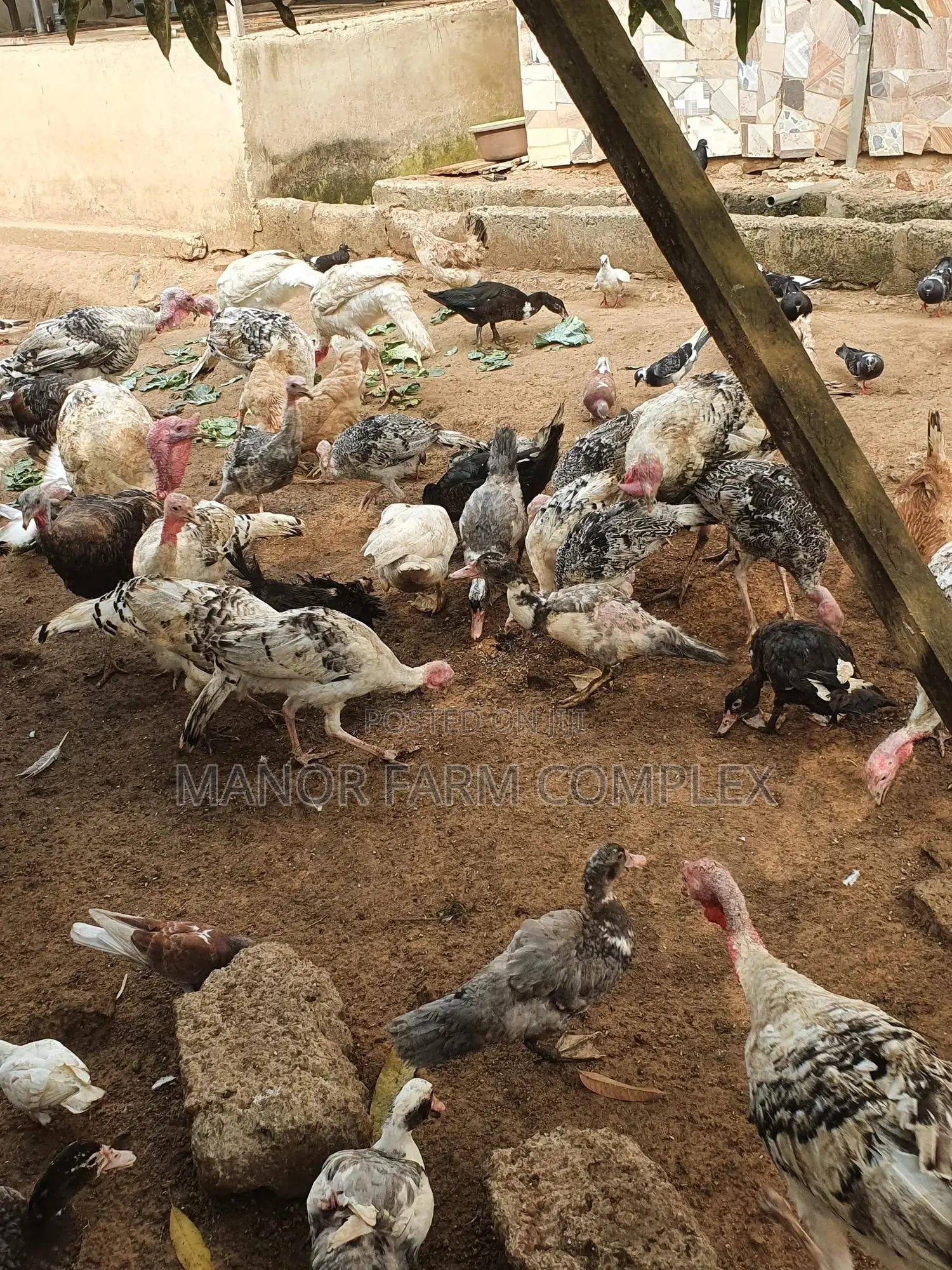 Young/Matured Hybrid Exotic Healthy Turkeys