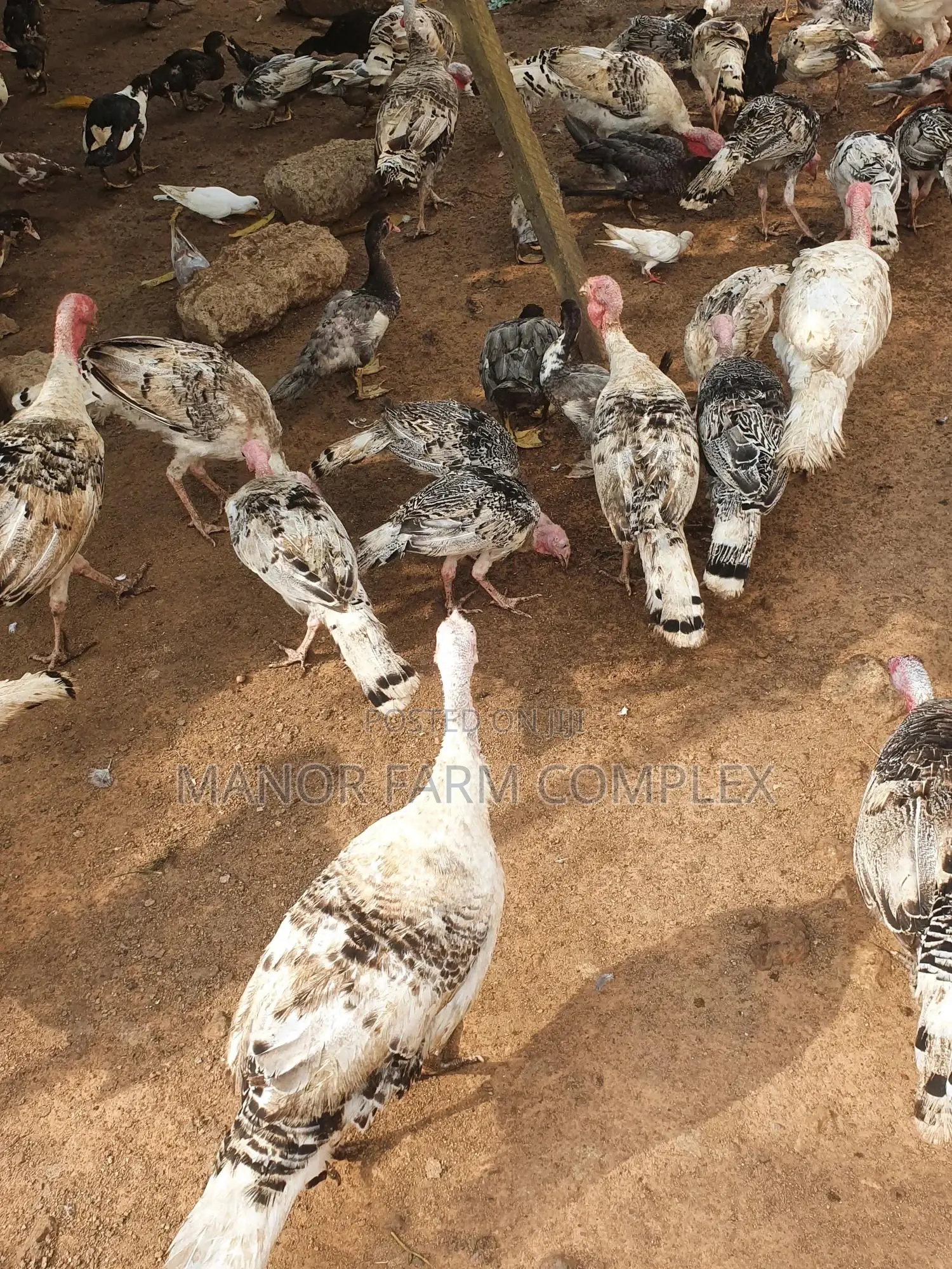 Young/Matured Hybrid Exotic Healthy Turkeys