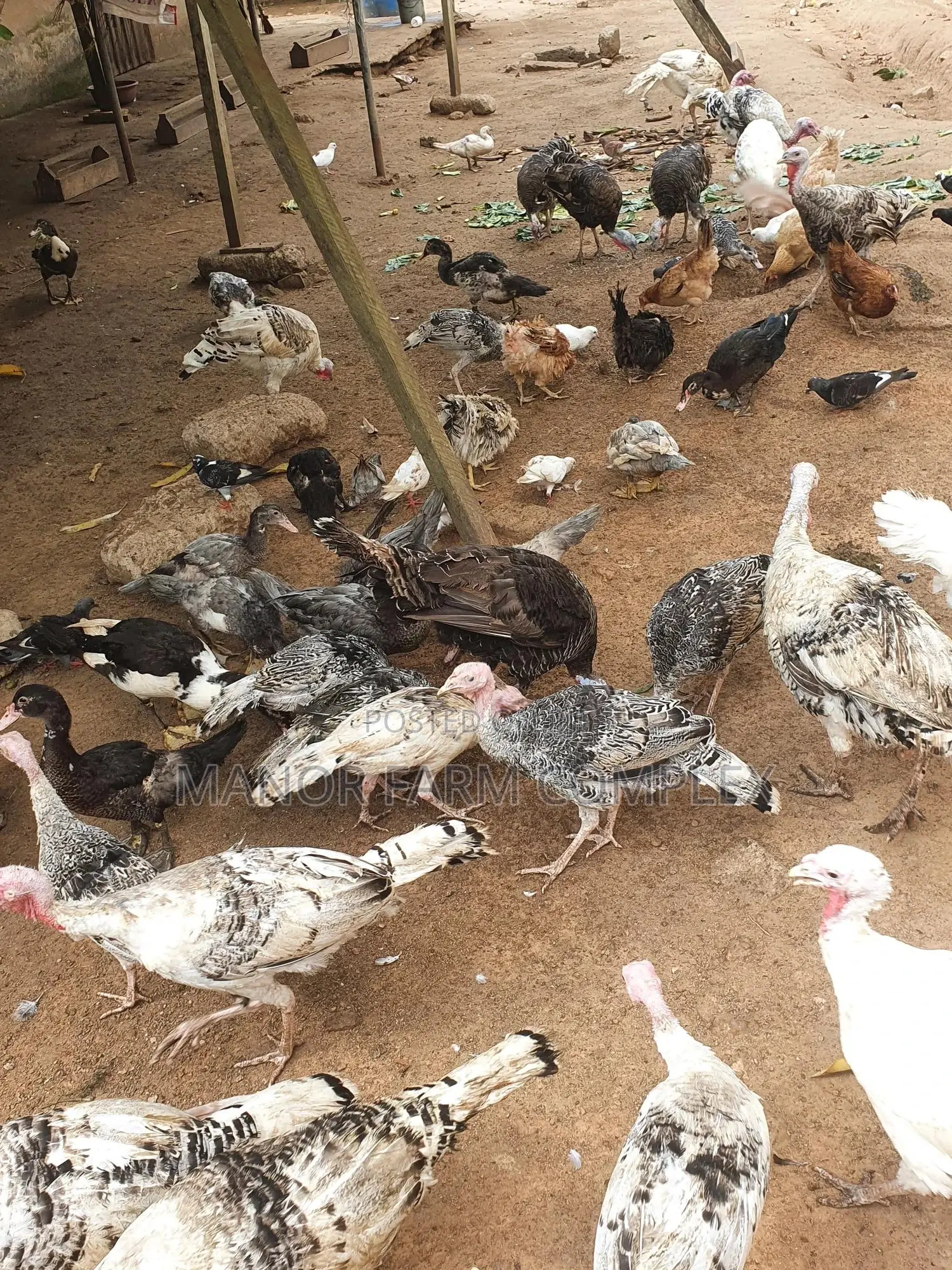 Young/Matured Hybrid Exotic Healthy Turkeys