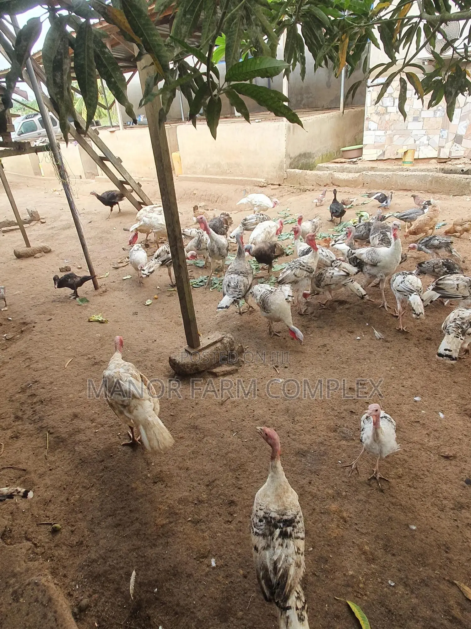 Young/Matured Hybrid Exotic Healthy Turkeys