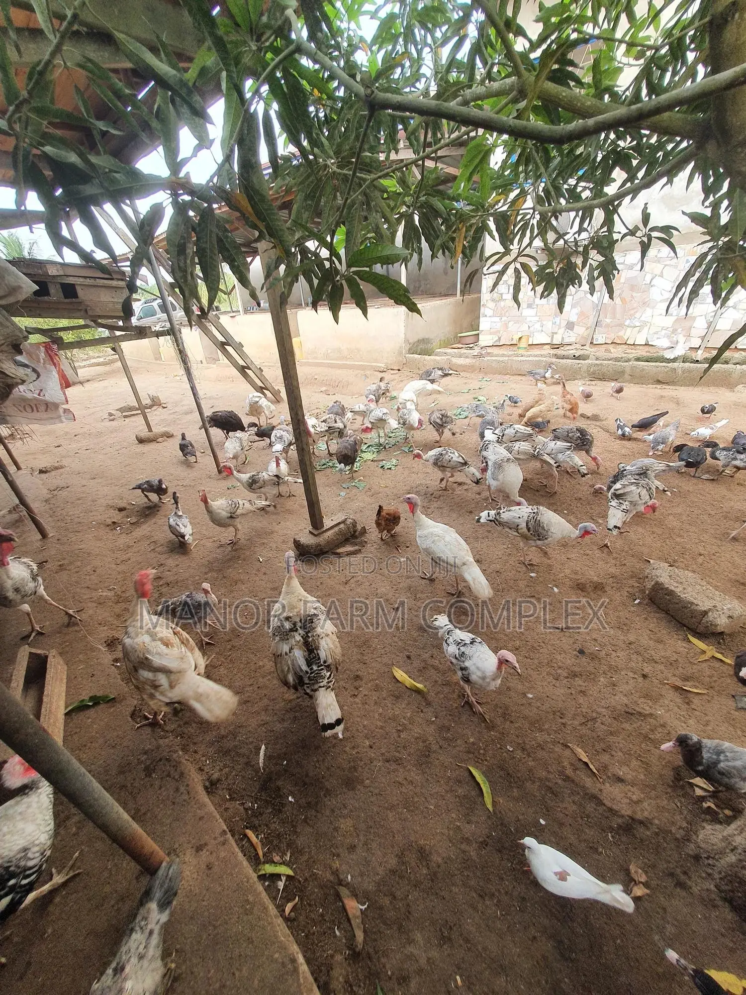 Young/Matured Hybrid Exotic Healthy Turkeys