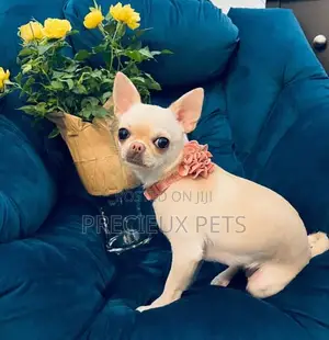 1+ year Male Purebred Chihuahua