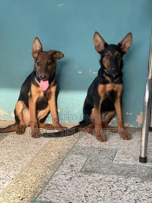 1-3 months Female Purebred German Shepherd