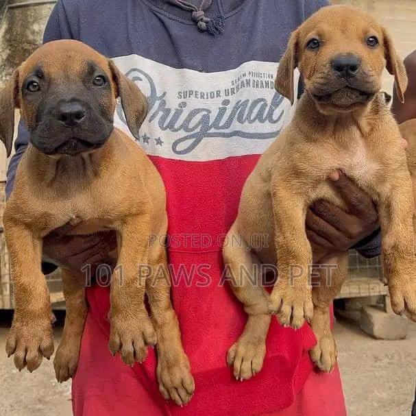 1-3 months Male Purebred Boerboel