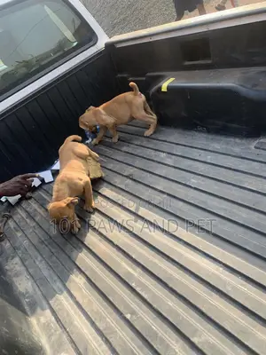 1-3 months Male Purebred Boerboel