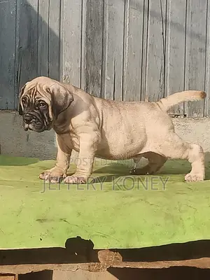 1-3 months Male Purebred Bullmastiff