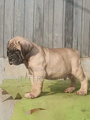 1-3 months Male Purebred Bullmastiff