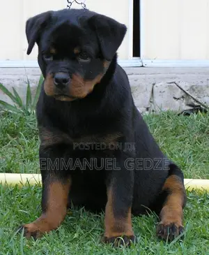 1-3 months Female Purebred Rottweiler