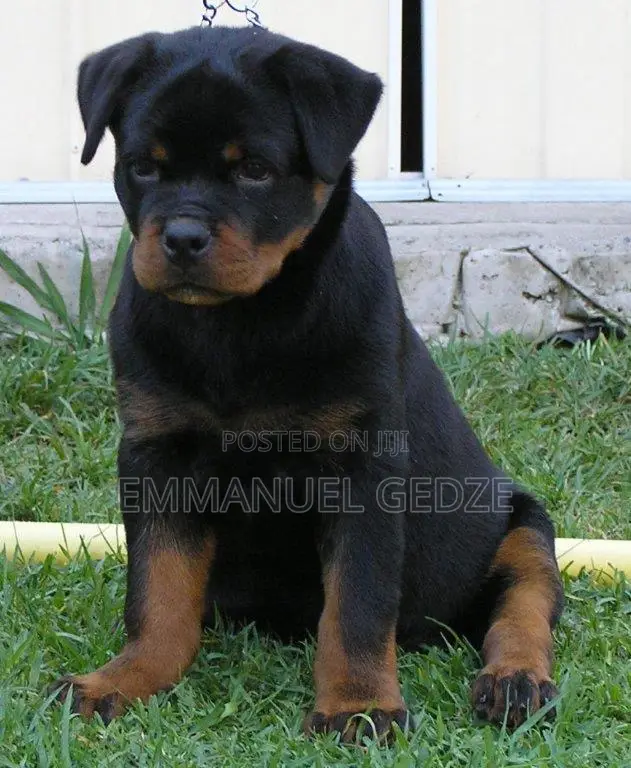 1-3 months Female Purebred Rottweiler