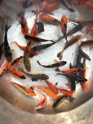 Gold Fish’S