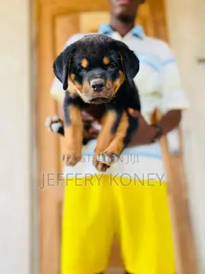 1-3 months Male Purebred Rottweiler