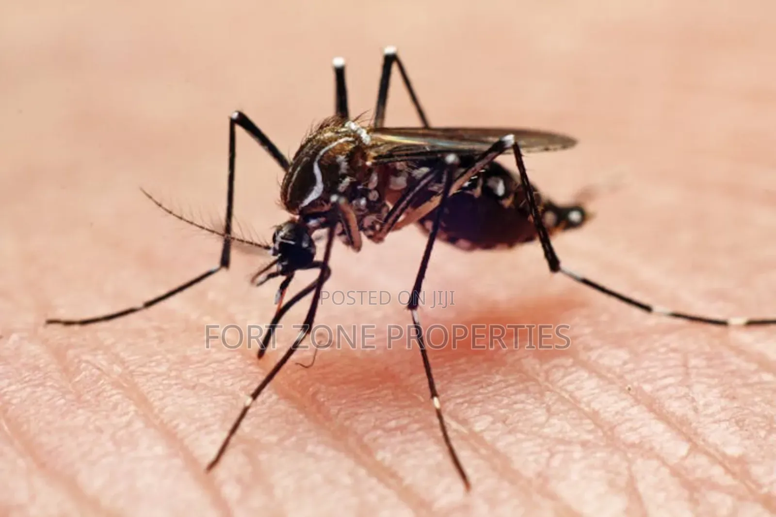 General Mosquitoes,Ants,Snakes Fumigation