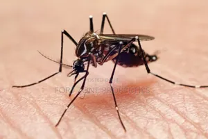 General Mosquitoes,Ants,Snakes Fumigation