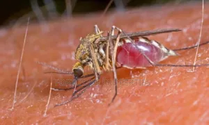 Settled Fumigation on Insects,Reptiles and Bedbugs