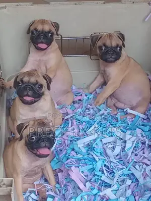 1-3 months Female Purebred Pug