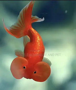 Bubbled Eye Golden Fish