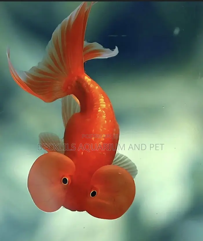 Bubbled Eye Golden Fish