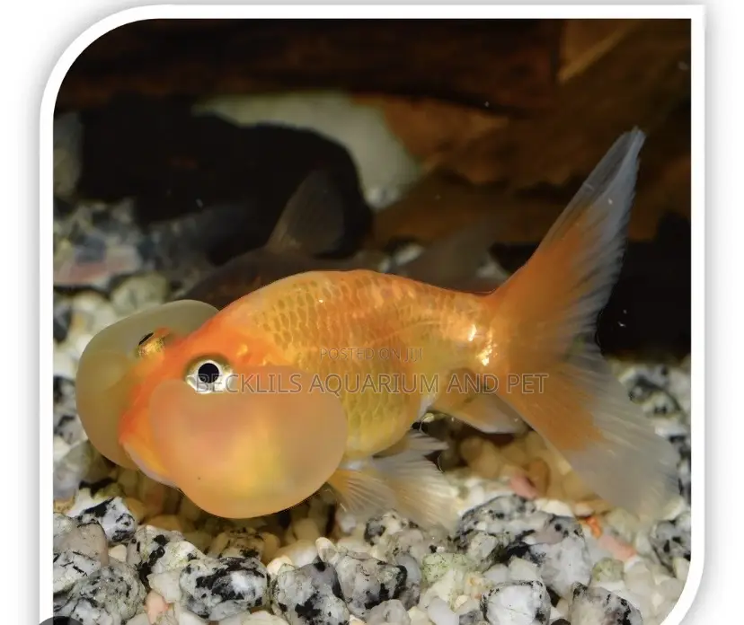 Bubbled Eye Golden Fish