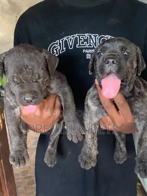 1-3 months Male Purebred Boerboel