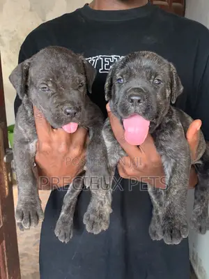 1-3 months Male Purebred Boerboel