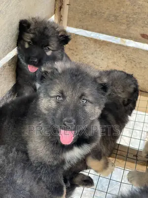 1-3 months Male Purebred Caucasian Shepherd