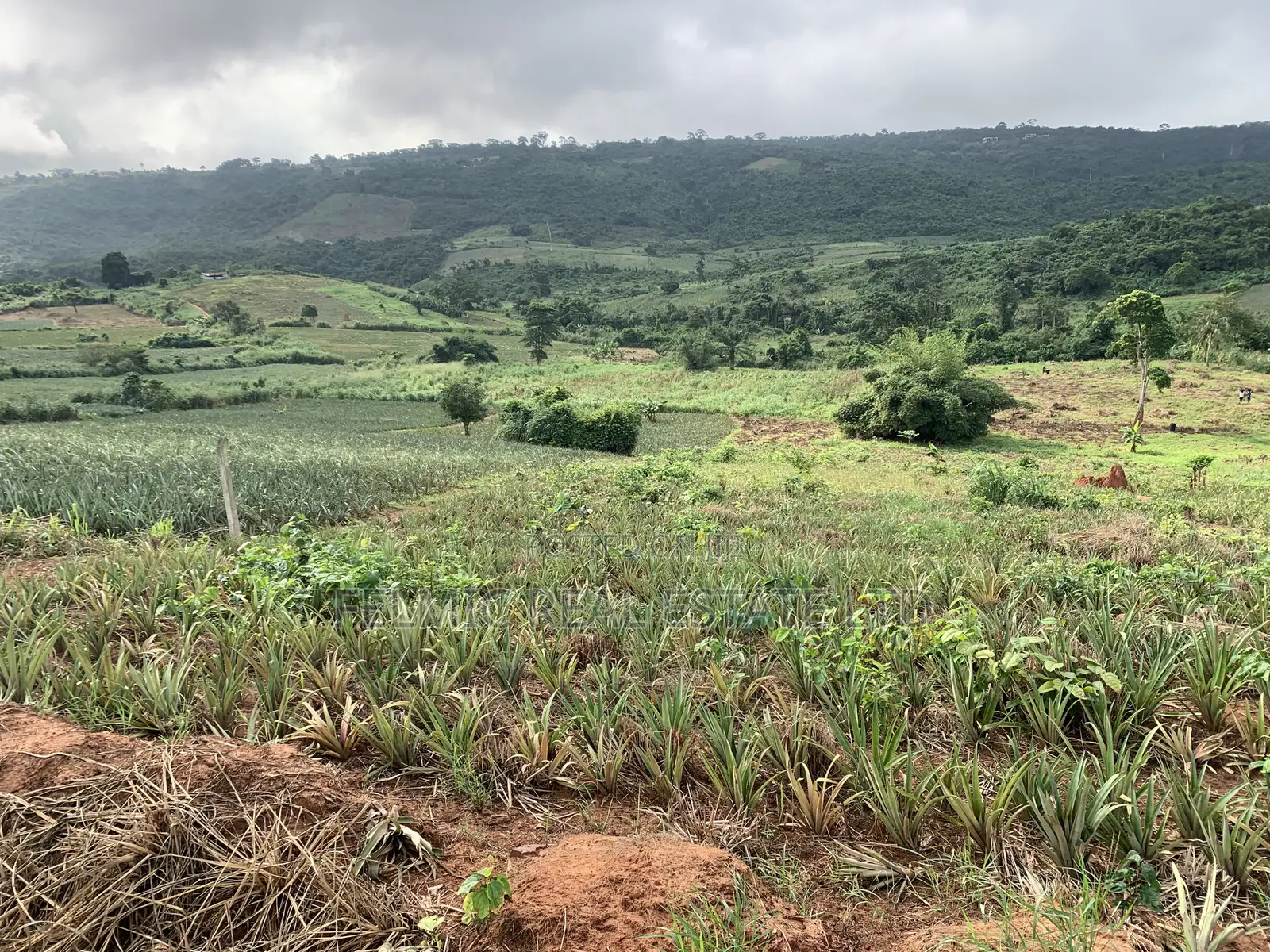 7 Acres of Land at Aburi Pokrom for Sale