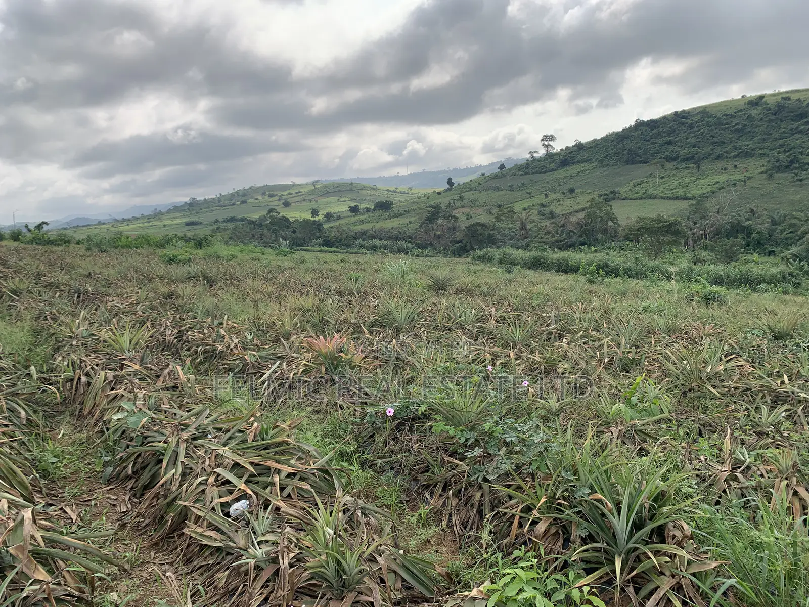 7 Acres of Land at Aburi Pokrom for Sale