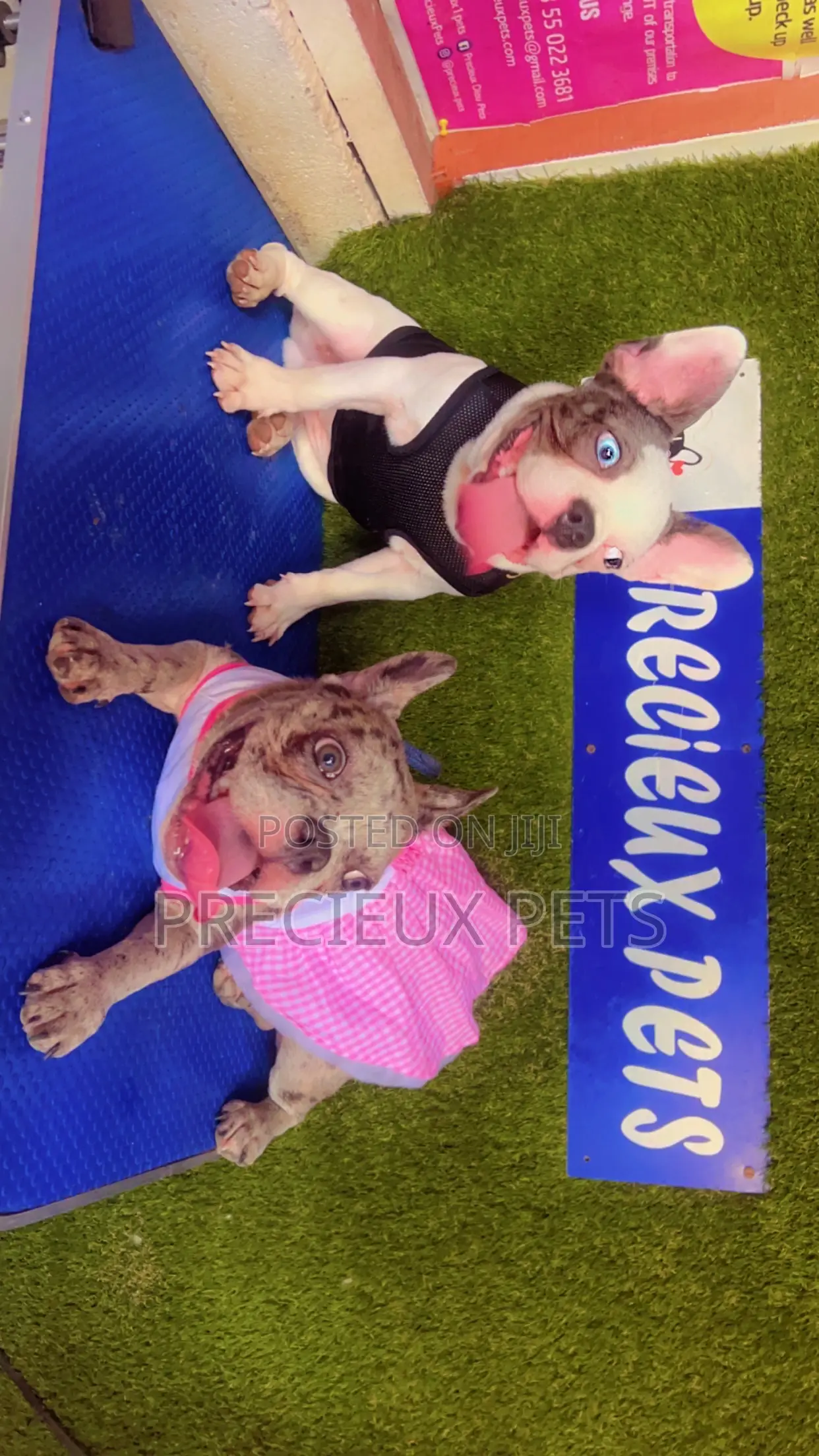 Toy Dog Clothing- New Stock)38
