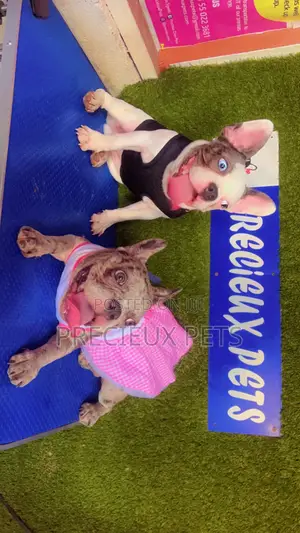 Toy Dog Clothing- New Stock)38