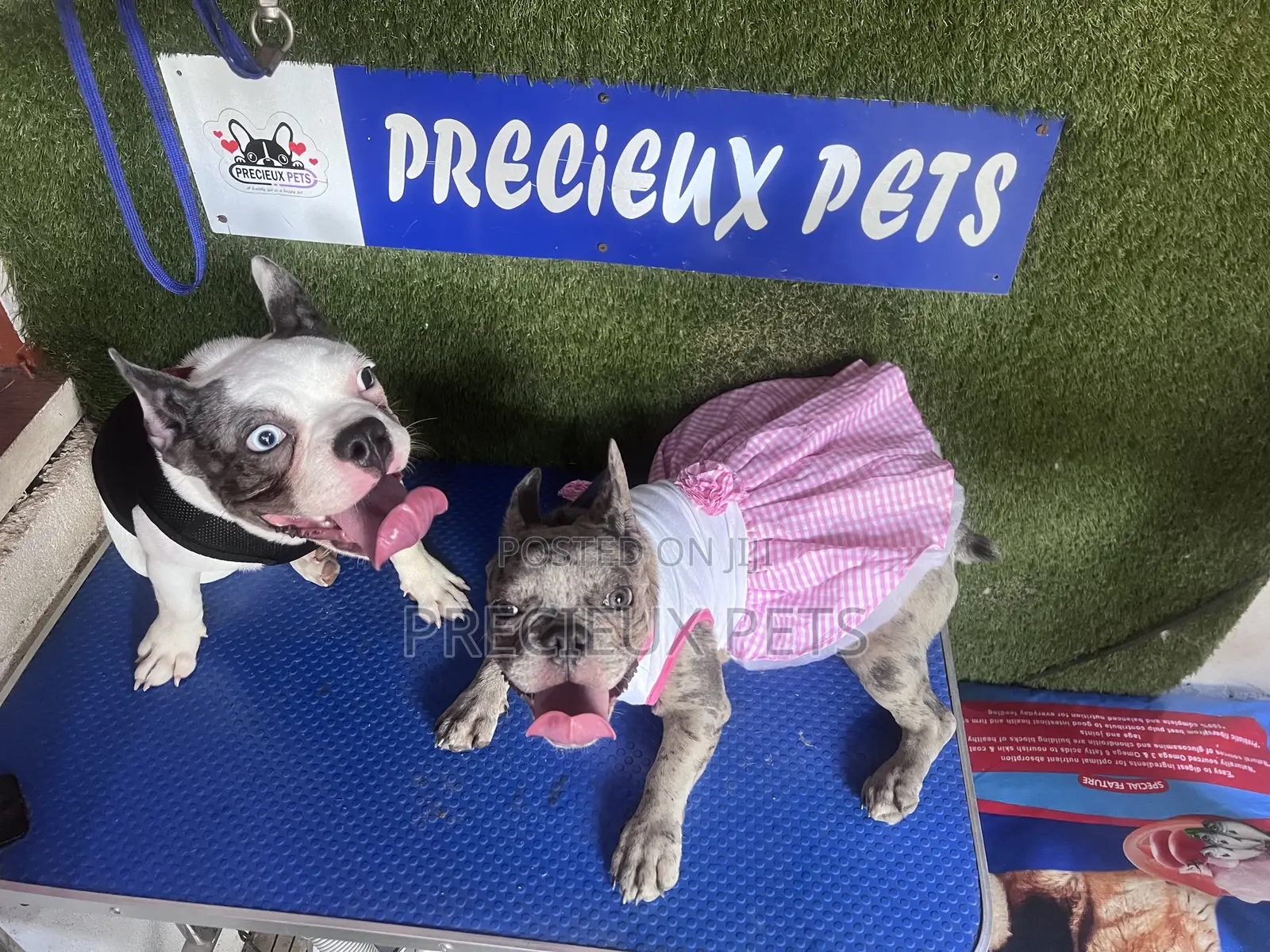 Toy Dog Clothing- New Stock)38