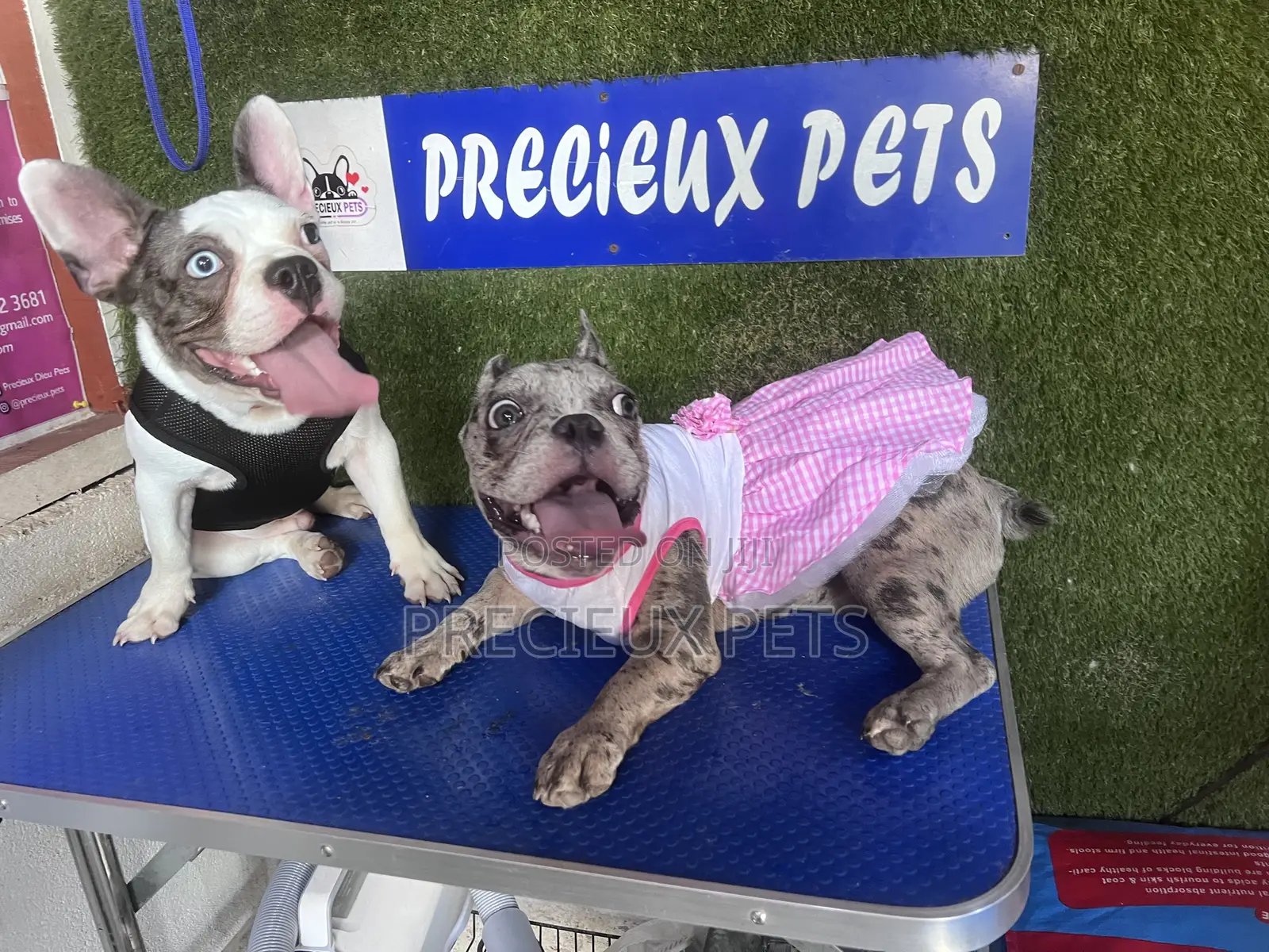 Toy Dog Clothing- New Stock)38