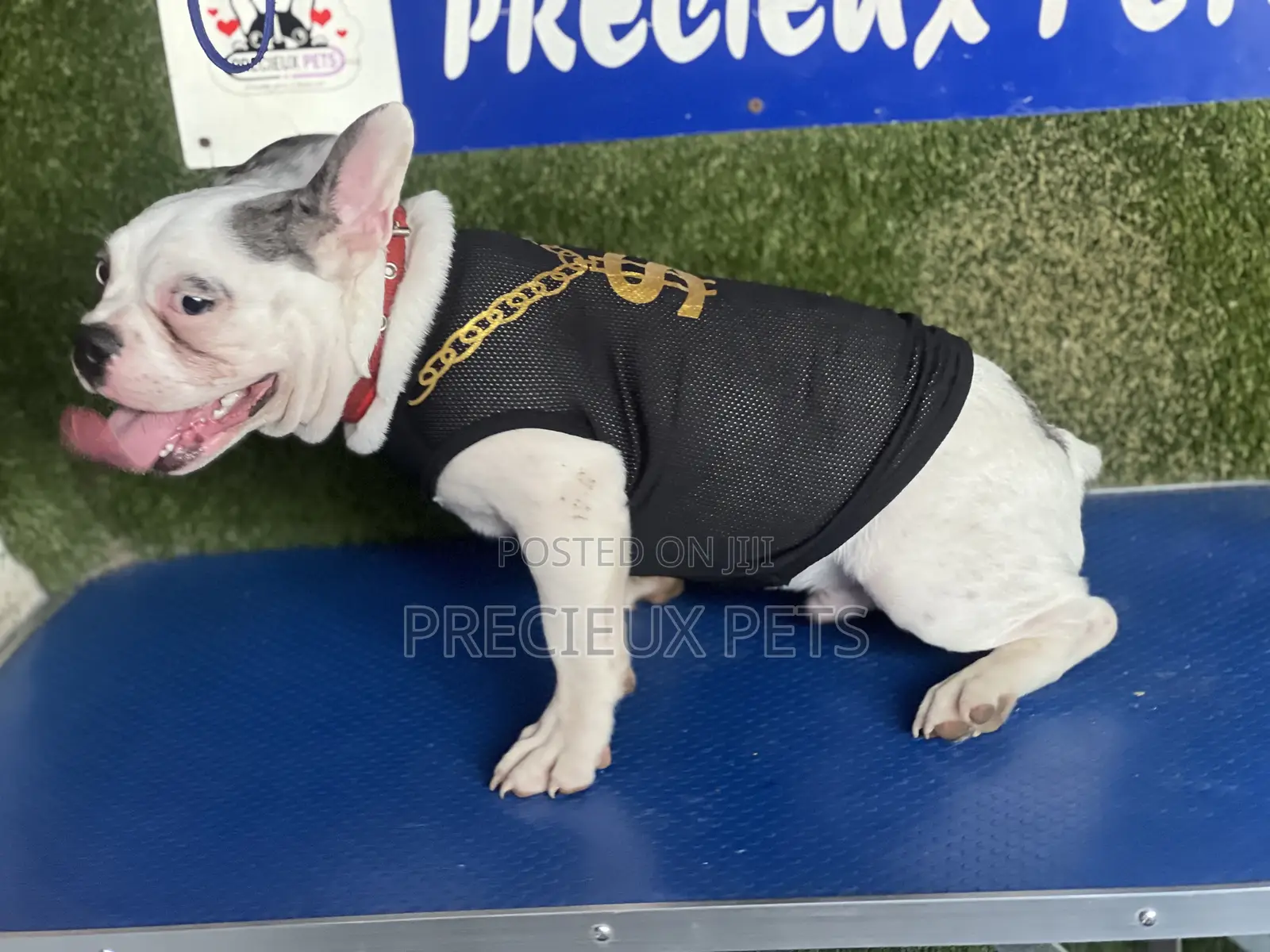 Toy Dog Clothing- New Stock -2025-0 02742820