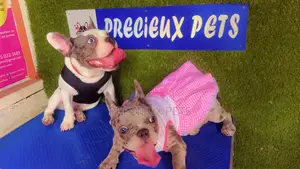Toy Dog Clothing- New Stock)38
