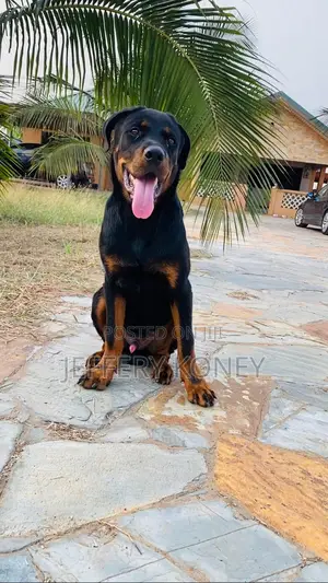 6-12 months Male Purebred Rottweiler
