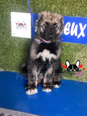 1-3 months Male Purebred Caucasian Shepherd