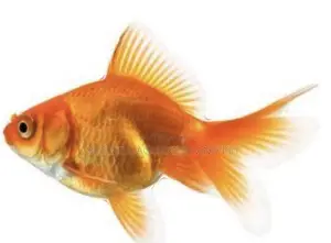 Fantail Golden Fish Medium Size