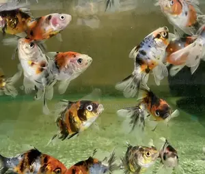 50 Cedis Golden Fish
