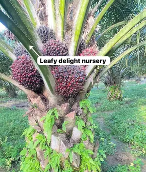 Palm Plant Seedlings