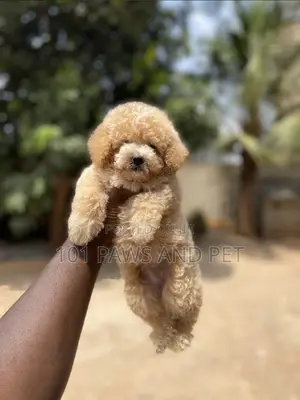 1-3 months Female Purebred Poodle