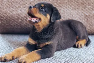 1-3 months Female Purebred Rottweiler