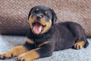 1-3 months Female Purebred Rottweiler