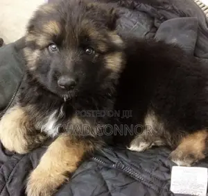 1-3 months Male Purebred German Shepherd