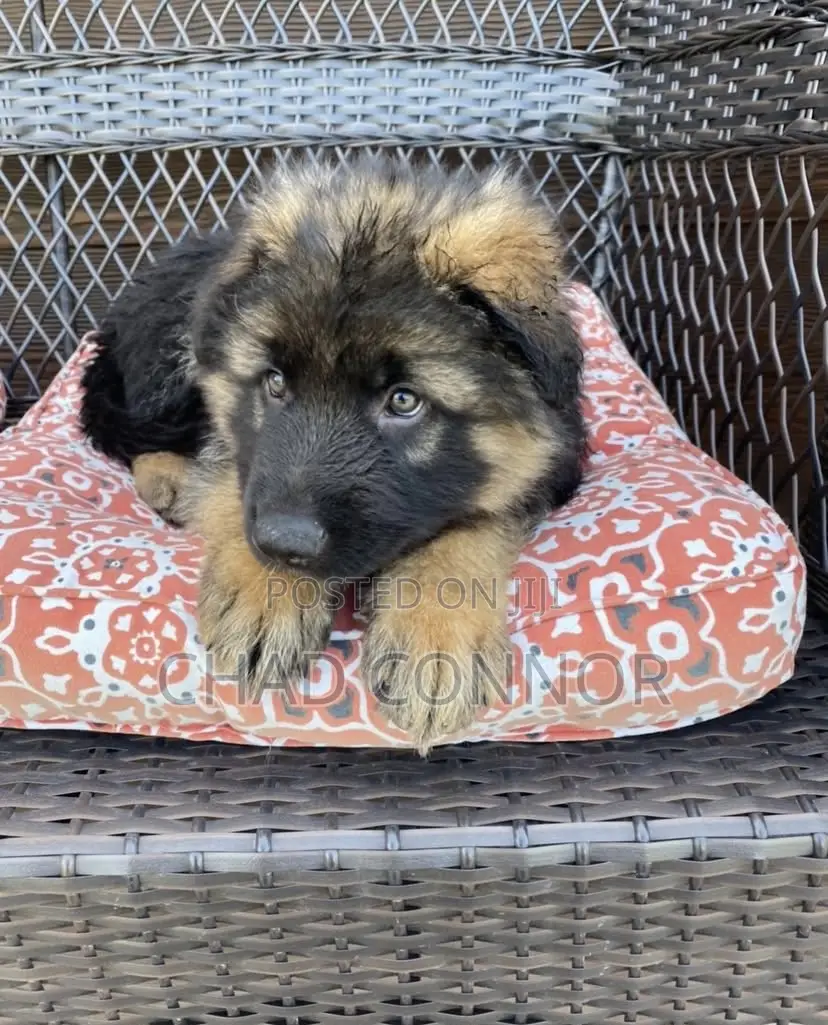 1-3 months Male Purebred German Shepherd