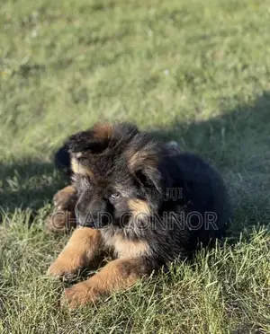 1-3 months Male Purebred German Shepherd