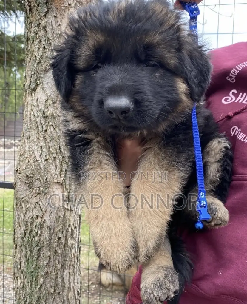 1-3 months Female Purebred German Shepherd